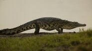 Nile Crocodile as Blossom