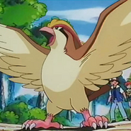 Pidgeot as Gavin