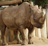 South-Central Black Rhinoceros as Nasuceratops
