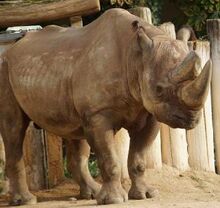 Rhinoceros, South-Central Black.jpg