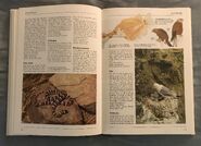 The Kingfisher Illustrated Encyclopedia of Animals (82)