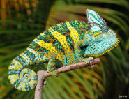 Veiled Chameleon as Kecleon