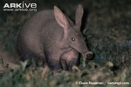 Aardvark as Himself