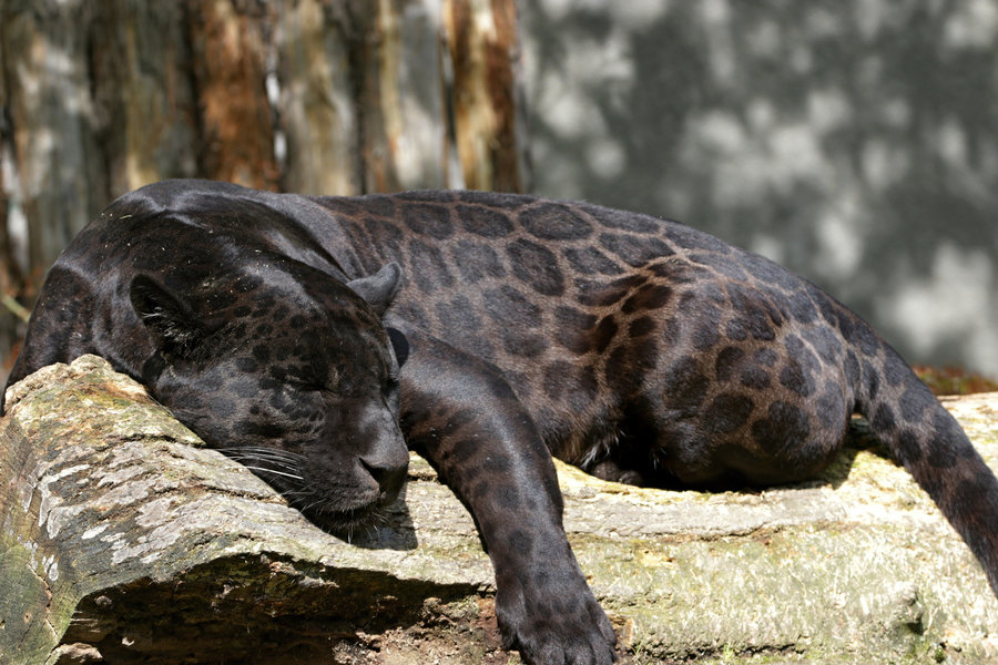 black jaguar habitat