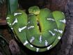 Emerald Tree Boa