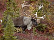 Caribou, Porcupine