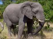 African Bush Elephant as Lisa Loud