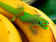 Female Madagascar Day Gecko