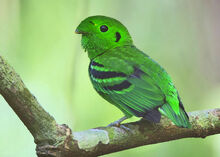 Green broadbill m01obi.jpg