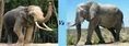 Mammoths Asian Elephants Vs African Elephants.jpg (9 KB)