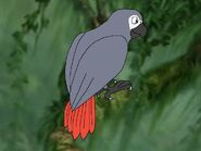 Rileys Adventures African Grey Parrot
