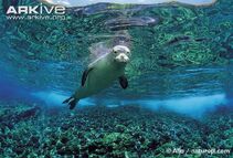 Seal, Hawaiian Monk.jpg