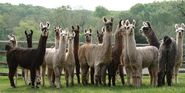 Llamas as Themselves