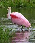 Spoonbill, Roseate