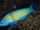 Ornate Wrasse