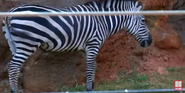 Grant's Zebra as Sheriff