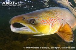 Atlantic-salmon-male.jpg