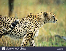 East-african-cheetah-acinonyx-jubatus-raineyii-side-view-AWKW6D.jpg
