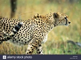 Tanzanian Cheetah