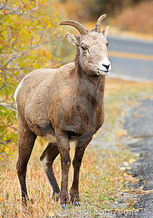 Female-bighorn-sheep-standing-road-17996661.jpg