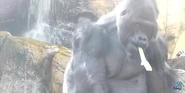 Memphis Zoo Gorilla.png (1.6 MB) Western Gorilla