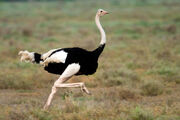 Ostrich, Masai.jpg