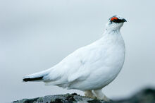 Rock Ptarmigan j08-1-681 V.jpg