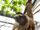 Brown-Throated Sloth/Gallery