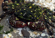 Striped-Shore-Crab.jpg