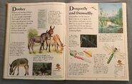 The Kingfisher First Animal Encyclopedia (23)