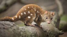 Tiger Quoll (V2).jpg