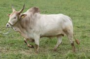 Veltin-zebu-zuchtbulle-birkenhof-wunderlich