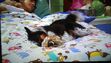 Zippy (Mutt & Stuff) sleeping