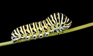 Caterpillar as Caterpillar