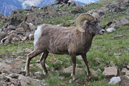Bighorn Sheep (V2)