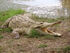 Orinoco Crocodile as Gryposuchus