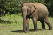 Sri Lankan Elephant as Miss Keane