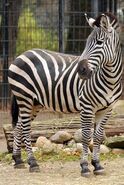 Plains Zebra as Hamster