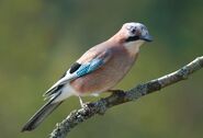 Eurasian Jay.jpg
