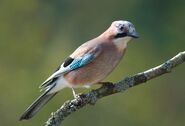 Eurasian Jay as Blue Jay