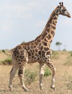 Giraffe as Lisa Loud