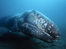 Grey-whale.png