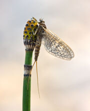 Mayfly.jpg
