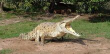Orinoco Crocodile.jpg