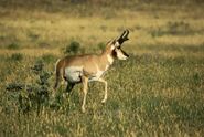 Pronghorn as Itself