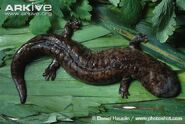 Salamander, Chinese Giant