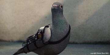 Seamus the Pigeon.jpg