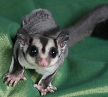 Sugar-glider-behavior.jpg