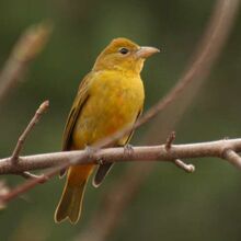 Summer-tanager-2.jpg