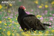 Turkey-vulture-amongst-flowers